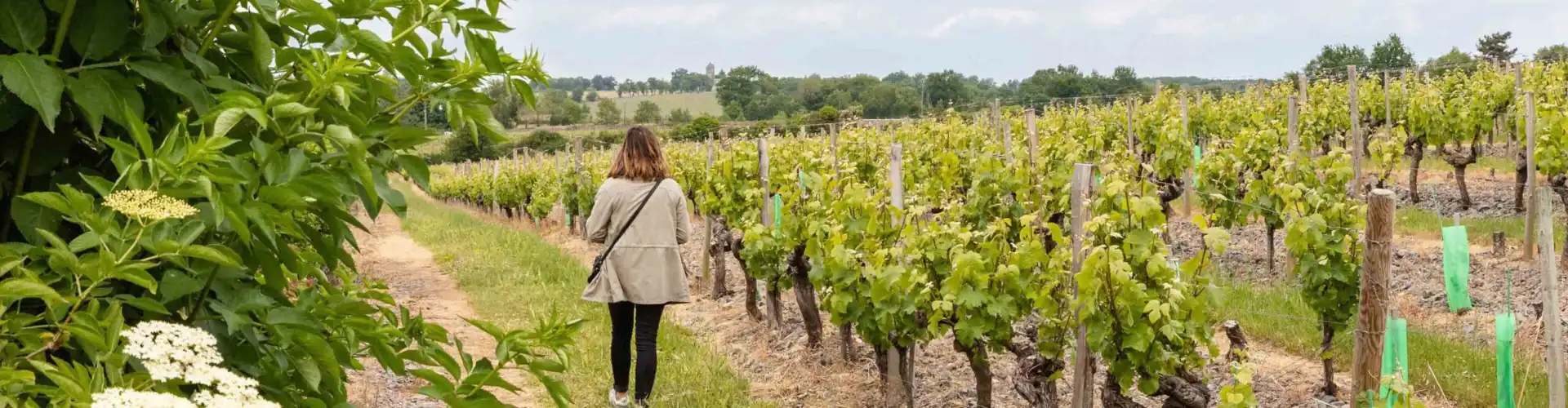 Vineyard walks near Angers