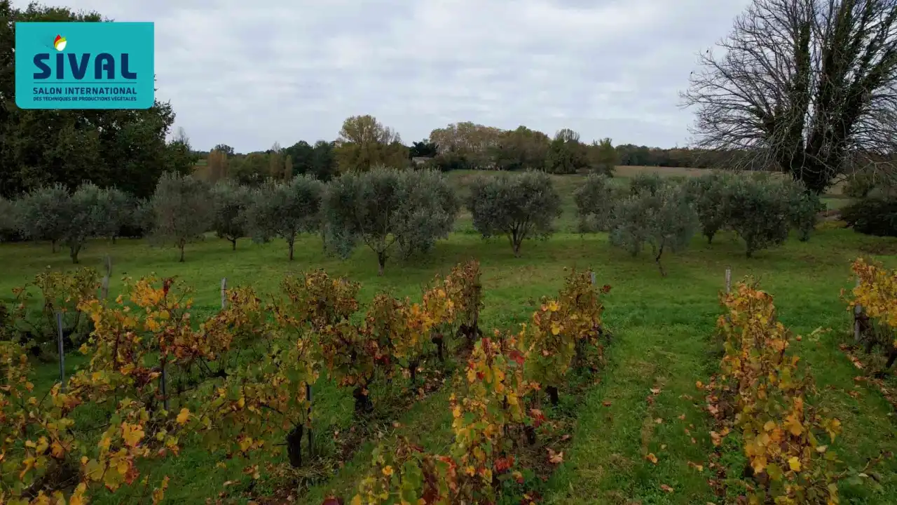 Mon SIVAL et Moi : Marie Courselle, vigneronne en Gironde diversifiée en Oléiculture