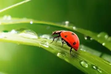 Les préoccupations environnementales des consommateurs influent sur le marché de la filière horticole