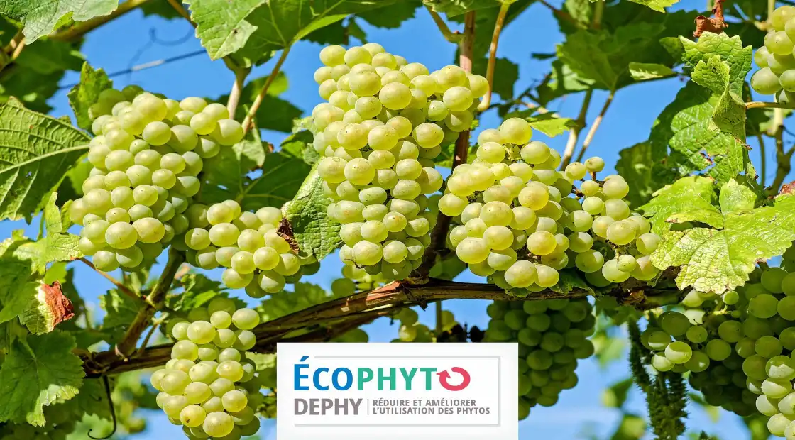 10 ans du réseau DEPHY en viticulture : bilan et perspectives - SIVAL 2025