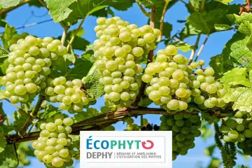 10 ans du réseau DEPHY en viticulture : bilan et perspectives - SIVAL 2025